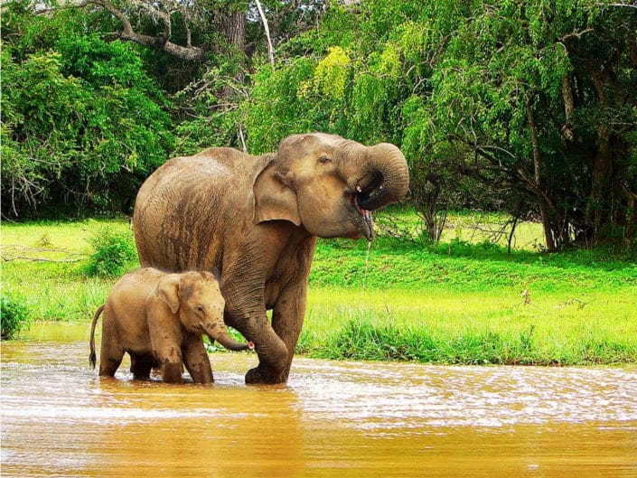 sri lanka sports tours elephant