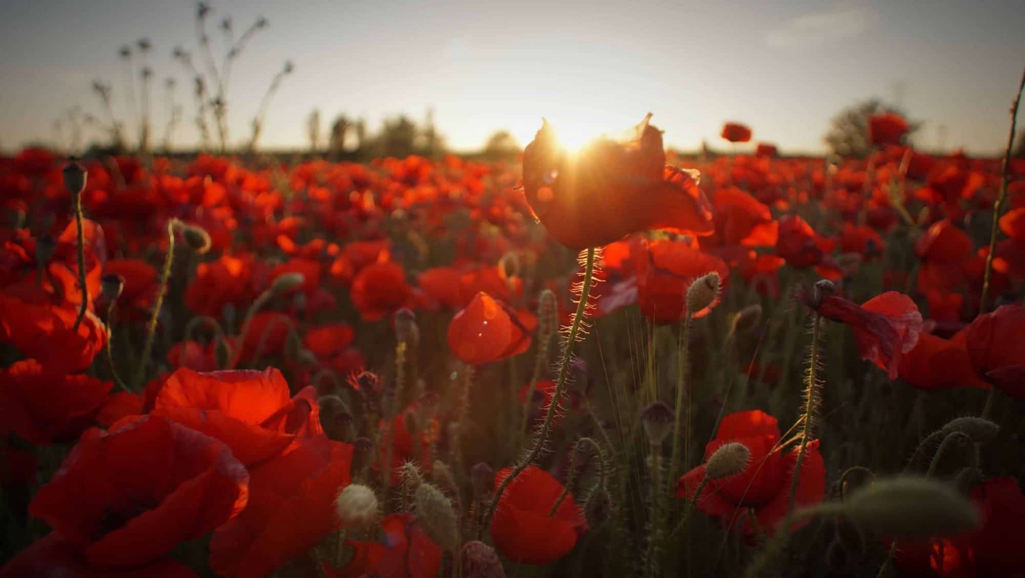 poppies