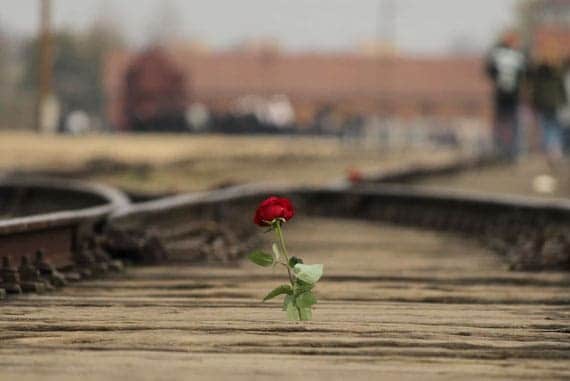 holocaust memorial day Auschwitz rose holocaust memorial day Auschwitz rose