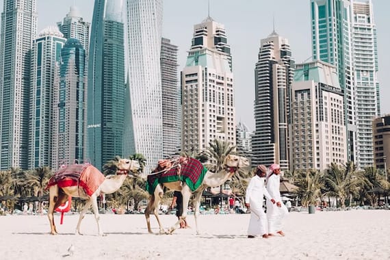 dubai beach camels