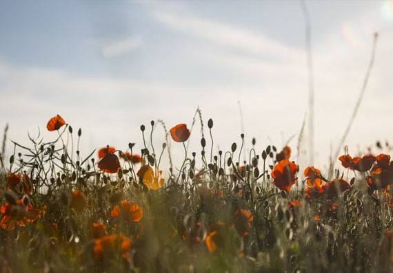 ww poppies normandy ww poppies normandy