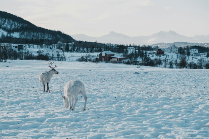 Norway School Ski Trips