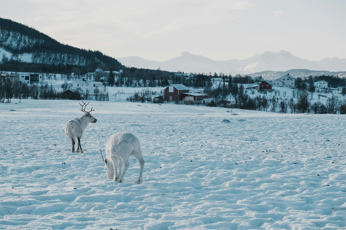 Norway School Ski Trips