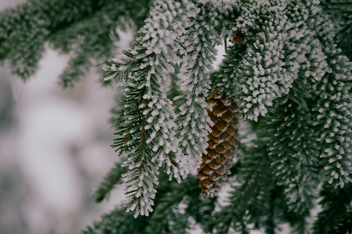 School Ski Trip to Sälen Sweden pine cones