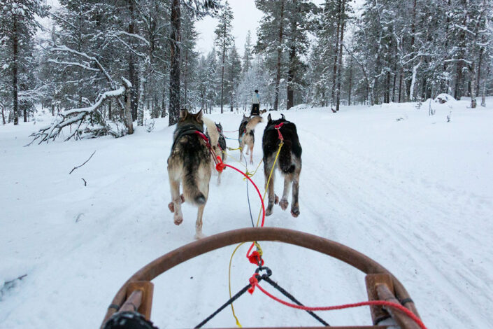 dog sledding