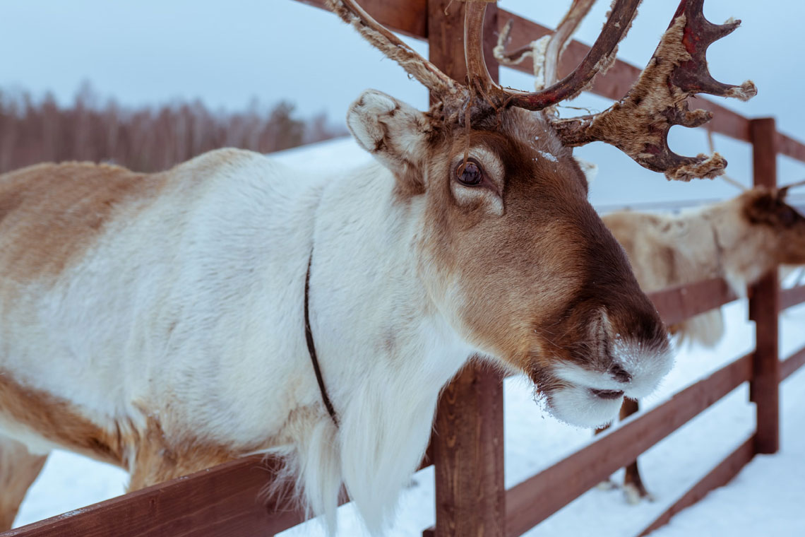 Reindeer Farm Visit Ruka Finland School ski trips